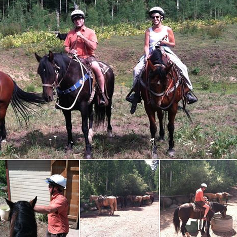 horses horses